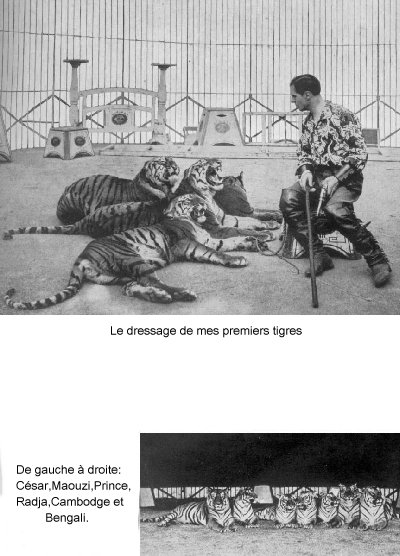 Set vétérinaire tigre - Boutique - Zoo-refuge La Tanière